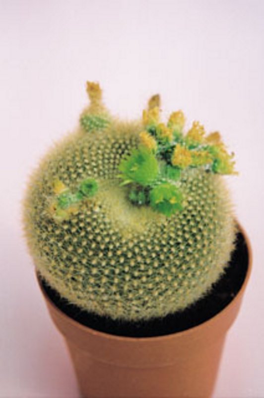 Notocactus Graessneri.jpg